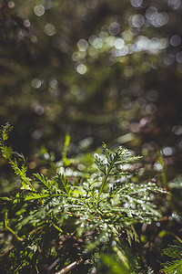 下雨水摄影照片_夏天傍晚逆光下的野草绿植