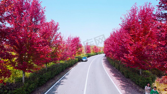 航拍秋天风景道路两旁红色枫树
