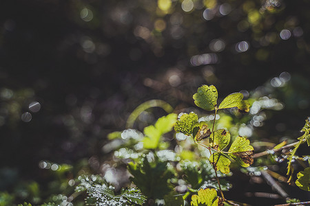 节气谷雨摄影照片_秋天光影中的露珠绿植