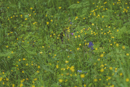 春天雨水摄影照片_夏天草原的黄色小野花