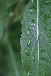 绿草摄影照片_谷雨时节绿草特写图片