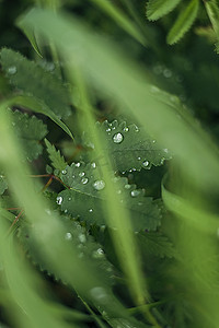 节气谷雨摄影照片_夏天雨后水珠藏在草丛里