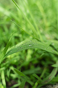 白露时节摄影照片_谷雨时节户外的青草绿草