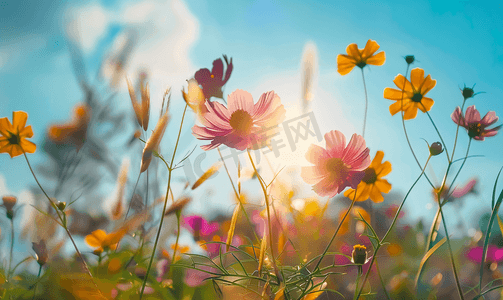 夏菊摄影照片_阳光下的花卉