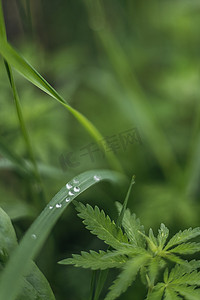 谷雨实景摄影照片_夏天雨后的清新绿叶