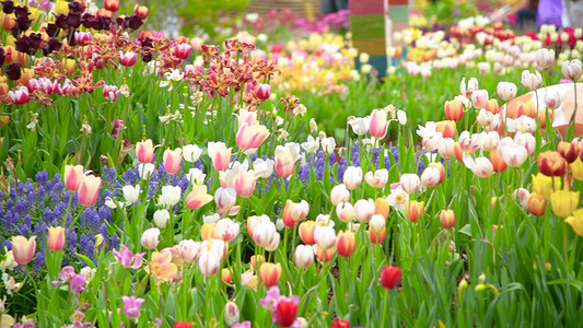 春踏青摄影照片_春天盛开的百合花郁金香花海风景