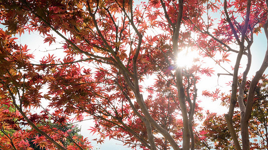 秋摄影照片_实拍秋天红枫叶透光暖色氛围意境