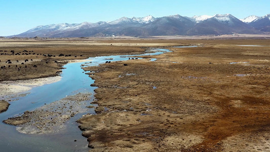 青藏高原黄草原耗牛生态环境航拍
