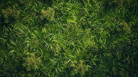 合欢俯视背景图片_绿色草地俯视装饰背景19