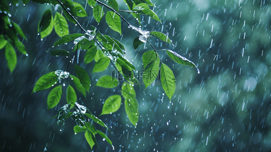 雨季背景图片_雨季下雨公园里树叶叶片纹理的背景18