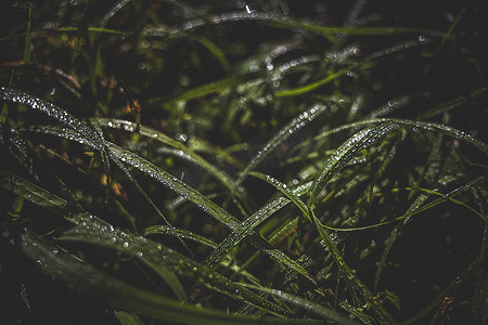 雨滴雨水摄影照片_暗调风格谷雨节气沾满雨水的草叶