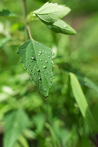夏天摄影照片_夏天雨后的雨水树叶