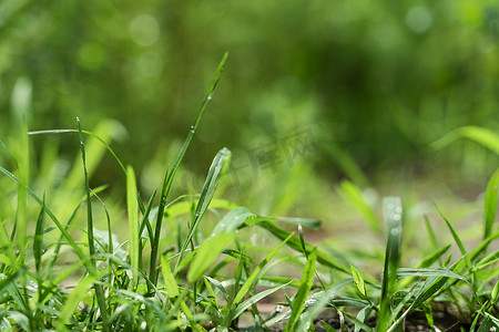 谷雨实景摄影照片_夏天雨后阳光下的小草