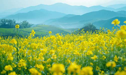 婺源油菜花山光春色