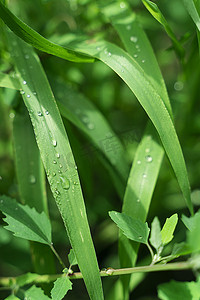 下雨水摄影照片_夏天阳光下的雨水青草