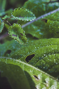 谷雨节气摄影照片_谷雨节气沾满雨水的植物叶片