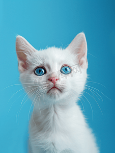 英短蓝白猫动物日