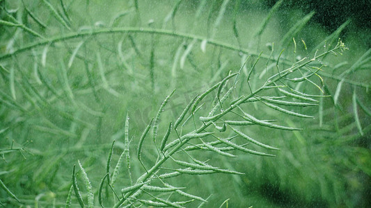 实拍谷雨节气雨中的油菜植物意境