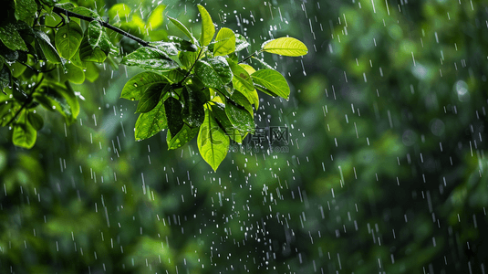 雨季背景图片_雨季下雨公园里树叶叶片纹理的背景5