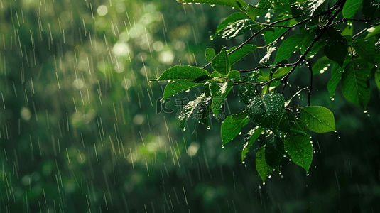 雨季背景图片_雨季下雨公园里树叶叶片纹理的背景12