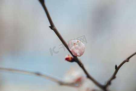 山桃花苞春天里