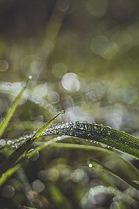 小草生长摄影照片_清晨沾满露水的小草