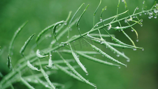 实拍谷雨节气未成熟油菜上的雨珠