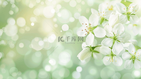 春季白色背景图片_春天散焦虚化白色花朵绿色光影背景