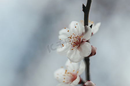枯枝摄影照片_一朵盛开的白色杏花