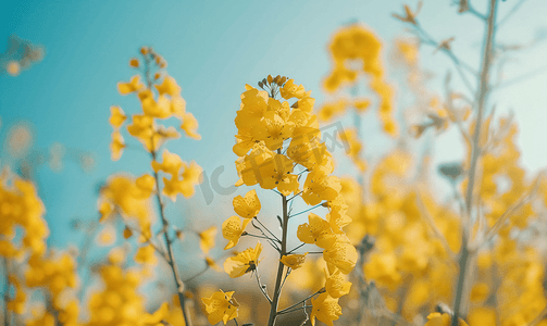 春天黄色的油菜花田