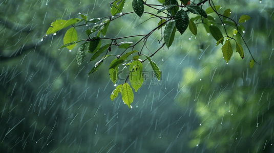 雨季背景图片_雨季下雨公园里树叶叶片纹理的背景9
