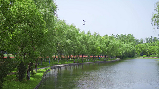 夏天公园湖边绿色柳树自然风景