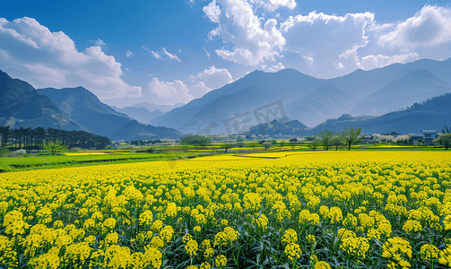 婺源油菜花山光春色