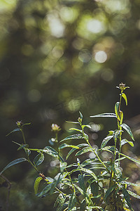 节气谷雨摄影照片_夏天清晨沾满露水的逆光植物