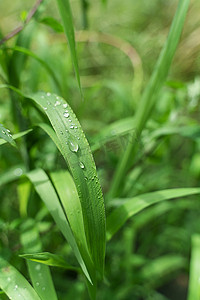 小草生长摄影照片_夏天清晨沾满露水的小草