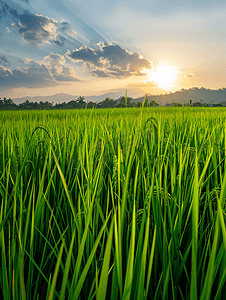 生长的水稻稻田