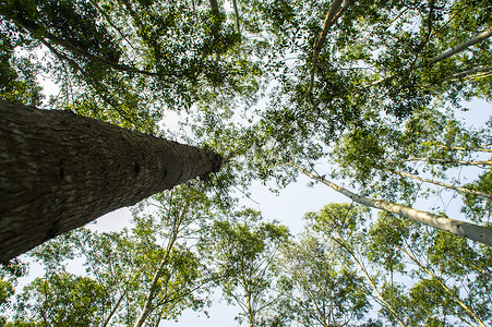 大树丛摄影照片_经济林桉树树林