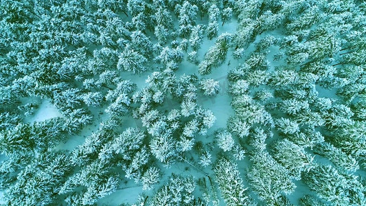 延边森林冬天雪景航拍1080