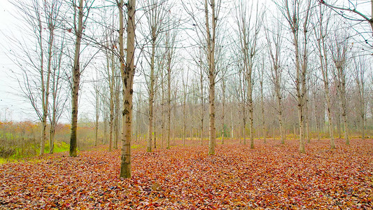 低空航拍秋天风景树林落叶树叶落了