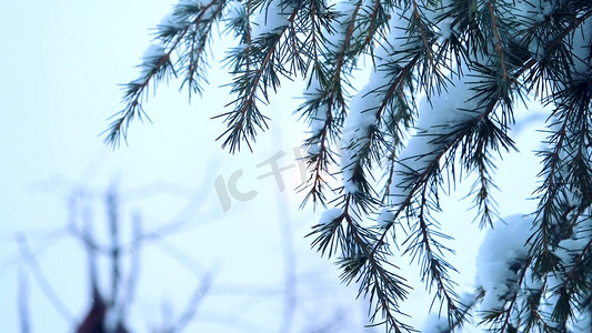 下雪摄影照片_冬天下雪雪景小雪雪中松树雪松实拍1080