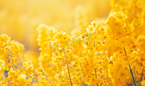 春天黄色的油菜花田