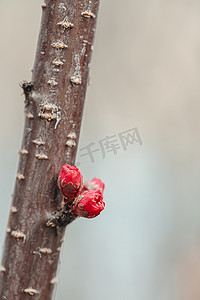 春天花苞摄影照片_红色花苞开在枝头