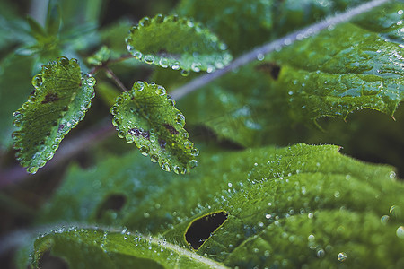 夏天摄影照片_夏天雨后清晨的绿叶