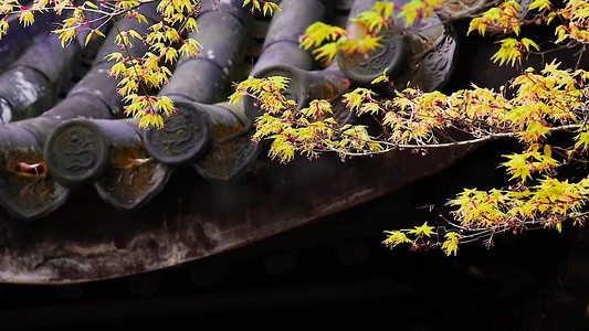 秋天枫叶和古建筑实拍1080