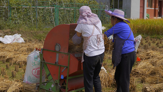 拍摄农民田里收割机收割稻谷打稻谷