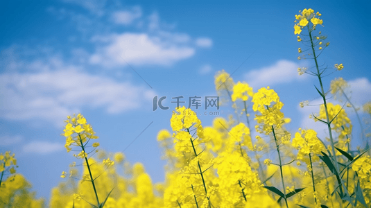 春日踏春旅游季油菜花背景