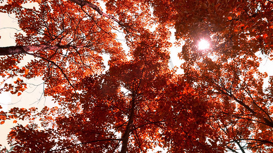 仰拍秋天金色树林树木透光意境