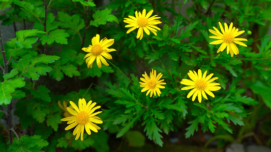 实拍小黄花菊花特写风景