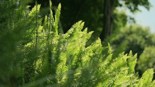 夏天绿植生机勃勃自然风景实拍