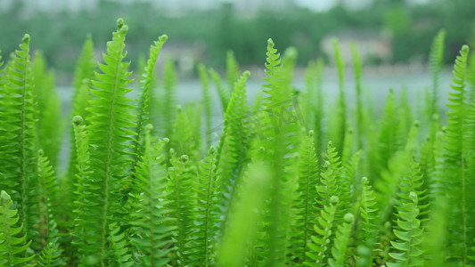 唯美湖边绿植植物风景